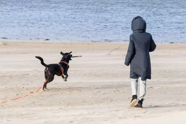 Schwarzer Labrador schnappt sich einen Ast mitten in der Luft