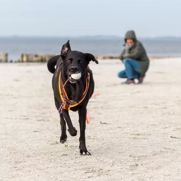 Schwarzer Labrador spielt fangen mit einem Ball am weißen Sandstrand in Friesland, Niederlande