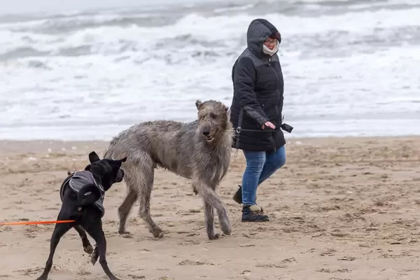 Schwarzer Labrador und ein größerer Hund am Strand