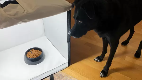 Schwarzer Labradorhund blickt auf seinen vollen Futternapf