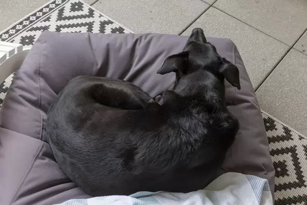 Schwarzer Labradorhund schläft auf einem Balkonmöbelstück