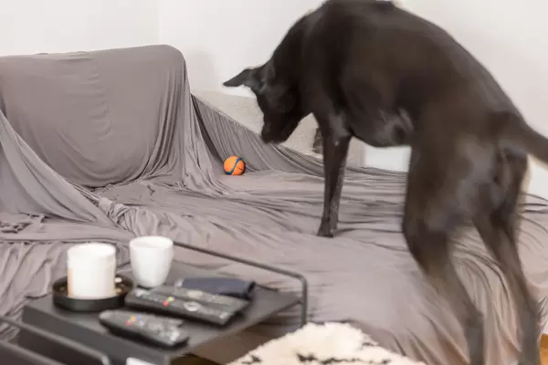 Schwarzer Labradorhund springt auf die Couch, um seinen Ball zu fangen und zu spielen