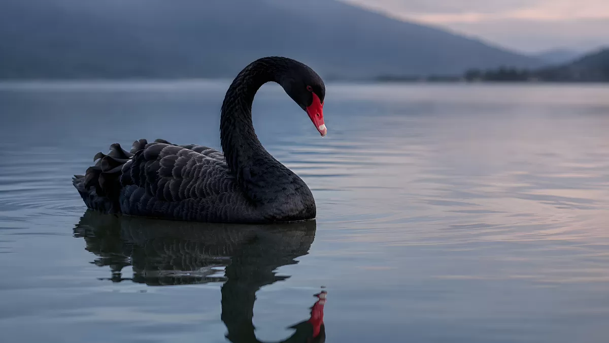 Schwarzer Schwan gleitet ruhig über stilles Wasser