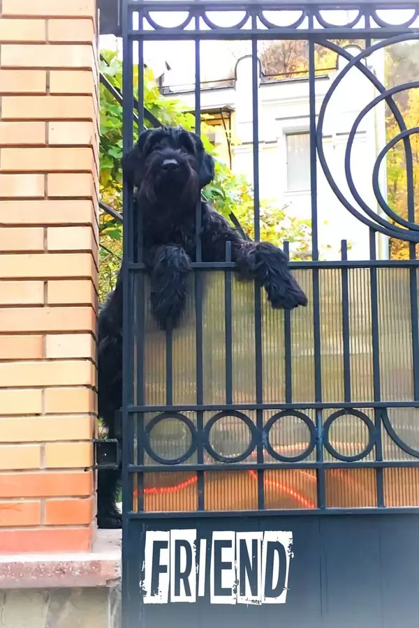 Schwarzer Terrier. Der beste Freund des Menschen