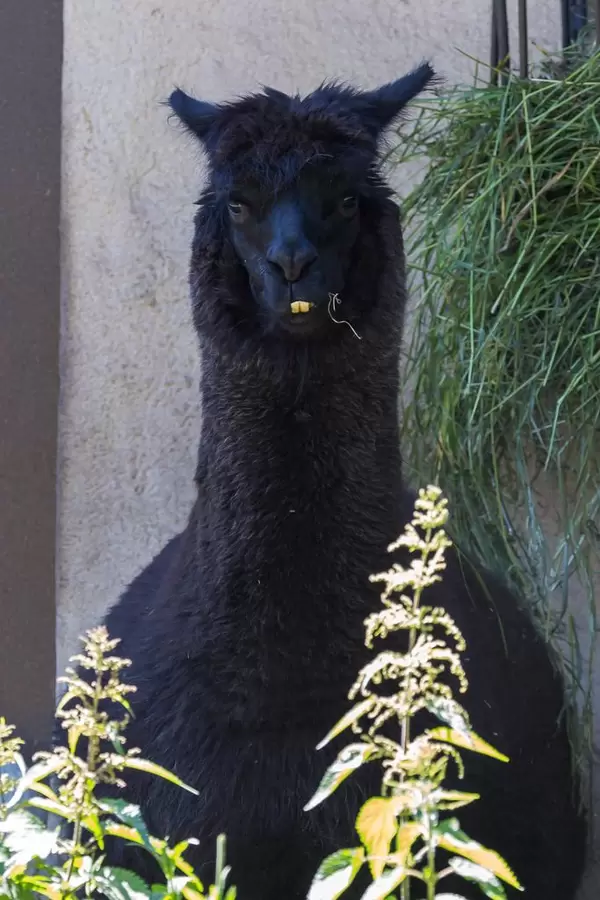Schwarzes Alpaka im Moskauer Zoo