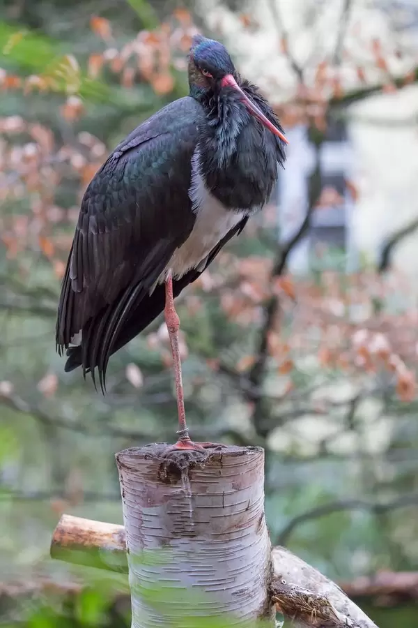 Schwarzstorch (Ciconia nigra)