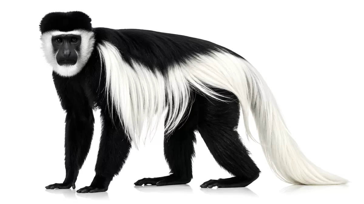 Schwarzweißer Colobus-Affe in Seitenansicht