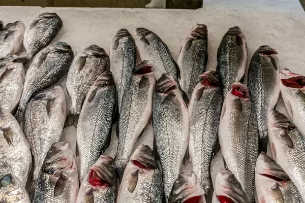 Sea bass on fish market