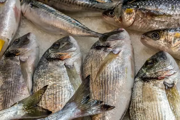 Sea breams on fish market