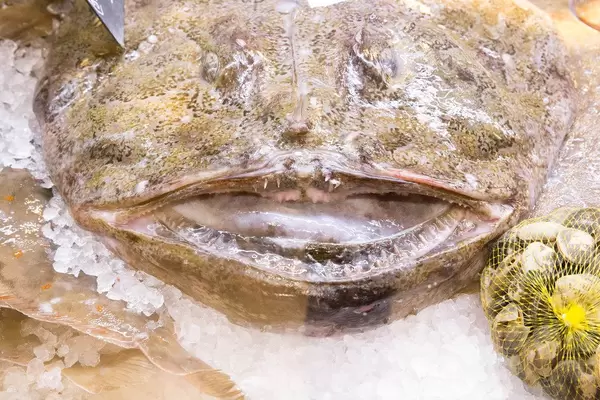 Sea Devil / Monkfish