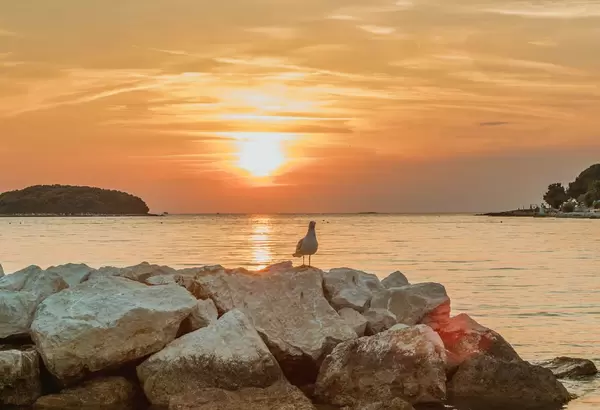 Seagull at sunset