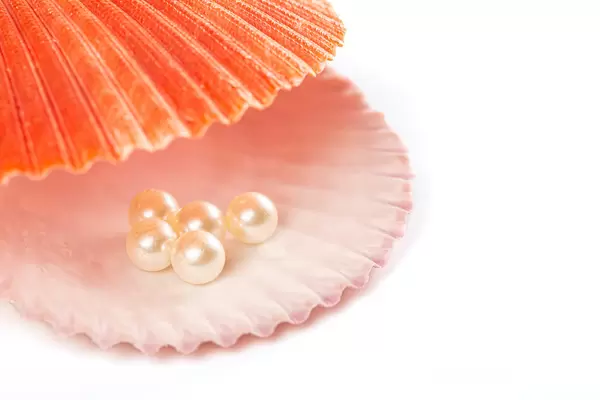 Seashell with pearl, close up white background
