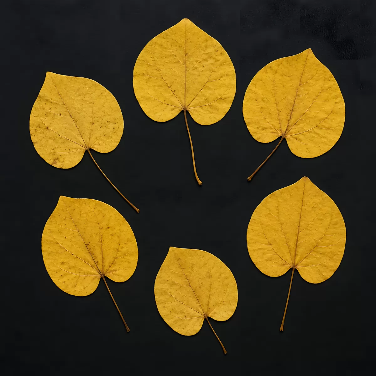 Sechs goldgelbe Herbstblätter auf schwarzem Hintergrund
