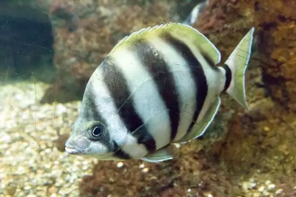 Sechsband-Streifenfalterfisch (Tilodon sexfasciatus) im Shedd Aquarium