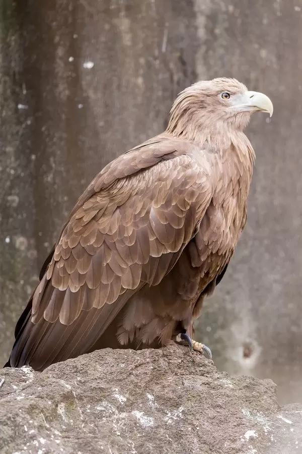 Seeadler / Sea Eagle