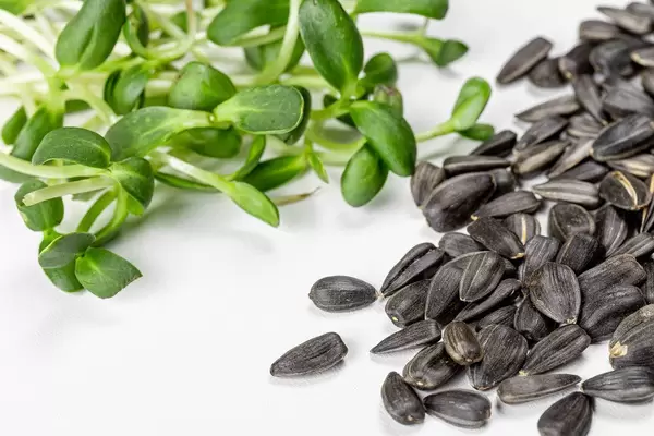 Seeds and young sprouts of sunflower, close-up (Flip 2020)