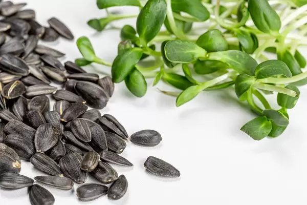 Seeds and young sprouts of sunflower, close-up