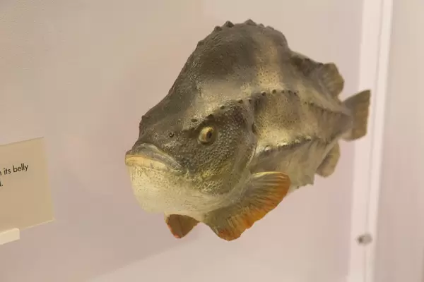 Seehasen / Lumpsucker