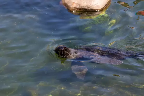 Seehund im Moskauer Zoo