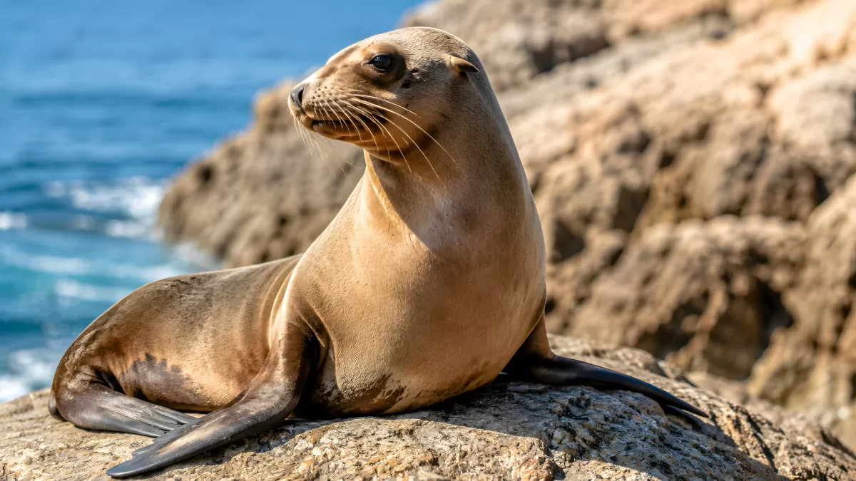 Seelöwe ruht auf Felsen am blauen Meer