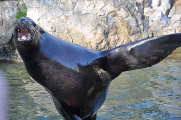 Seelöwe balanciert auf einer Flosse