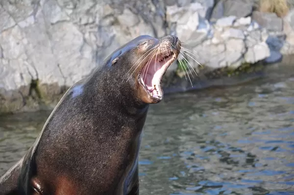 Seelöwe beim Gähnen