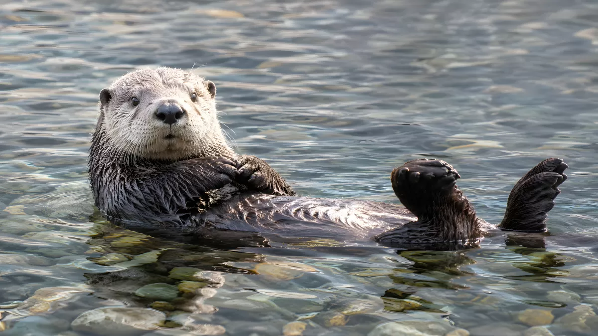 Seeotter schwimmt auf dem Rücken im klaren Wasser