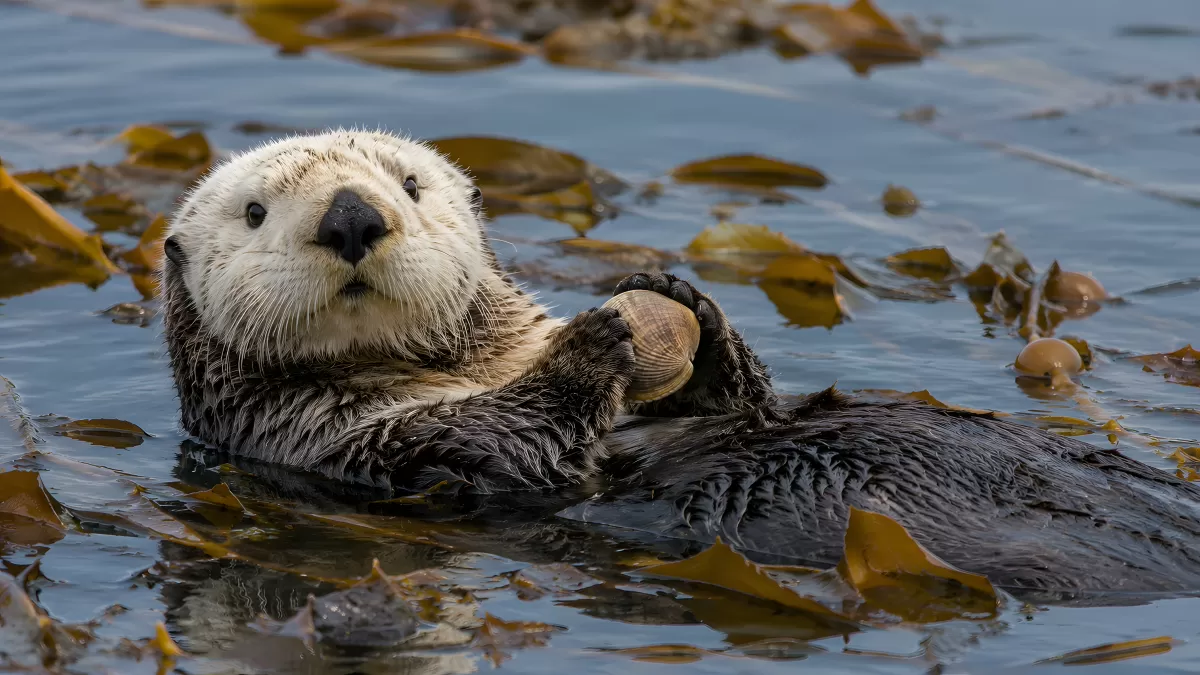 Seeotter schwimmt im Kelp und hält Muschel