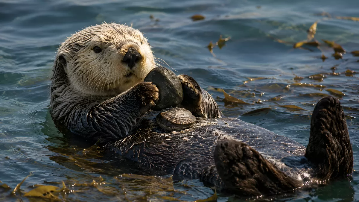 Seeotter schwimmt mit Muschel und Stein im Wasser