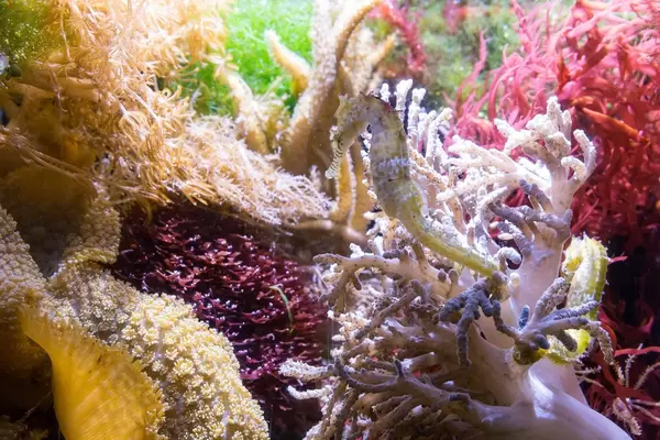 Seepferdchen (genus Hippocampus) zwischen Korallen - Shedd Aquarium, Chicago