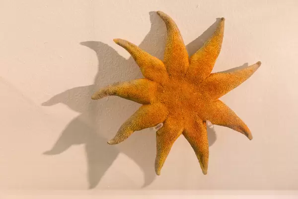 Seestern (sieht aus wie eine Sonne)