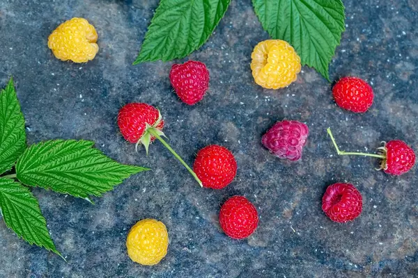 Selbstgepflückte rote und gelbe Himbeeren liegen auf einer Küchenarbeitsfläche