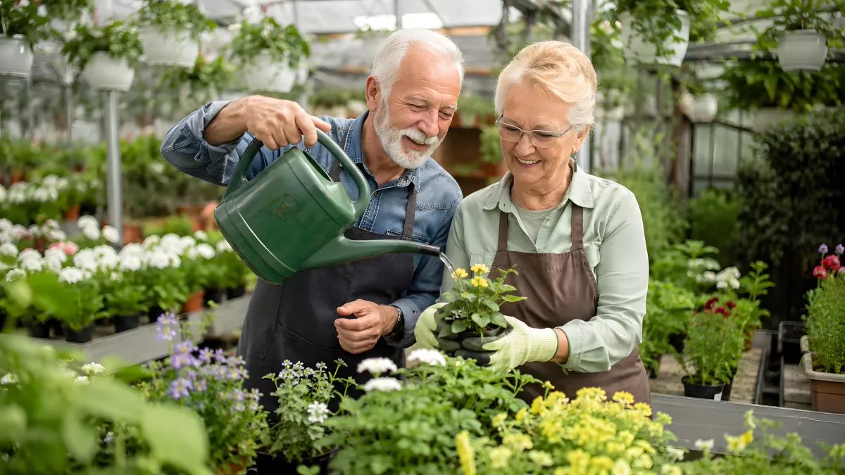 Seniorenpaar pflegt gemeinsam Blumen im Gewächshaus