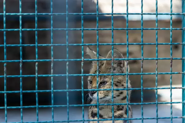 Serval in the cage at the Belgrade Zoo