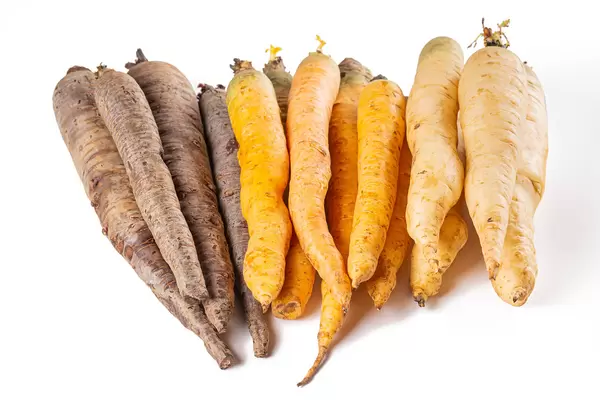 Set of multi-colored ripe carrots