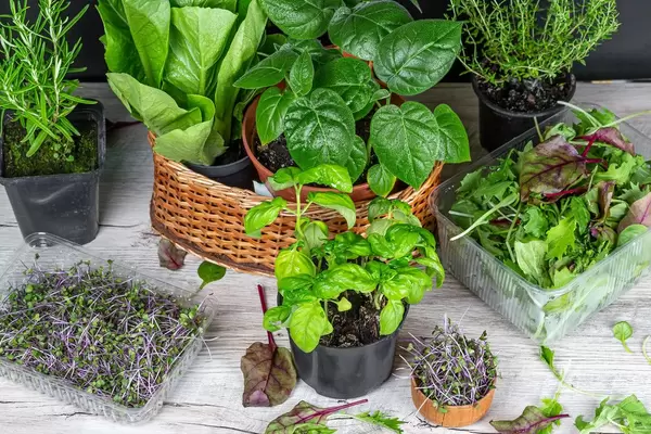 Set of various fresh herbs and leaf salads