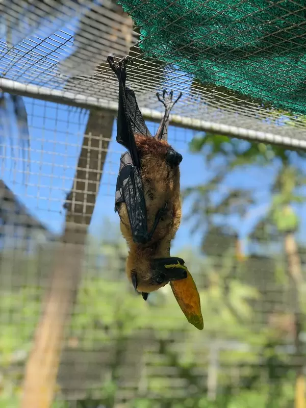 Seychelles fruit bat at Vallée de Mai Nature Reserve and UNESCO World Heritage in Praslin eats Mango while hanging upside down in a cage
