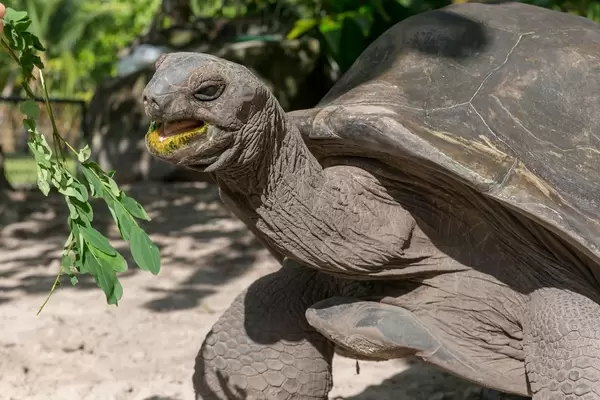 Seychelles giant tortoise stretches neck towards green leaves to eat