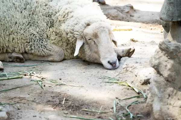 Sheep sleeping (Flip 2019)