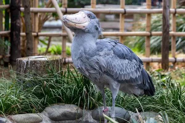 Shoebill Stork / Storch