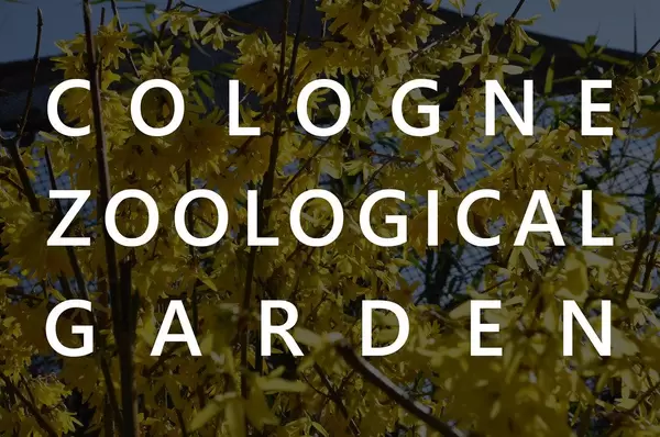 Shrub with yellow flowers in the background of the picture title "Cologne Zoological Garden"