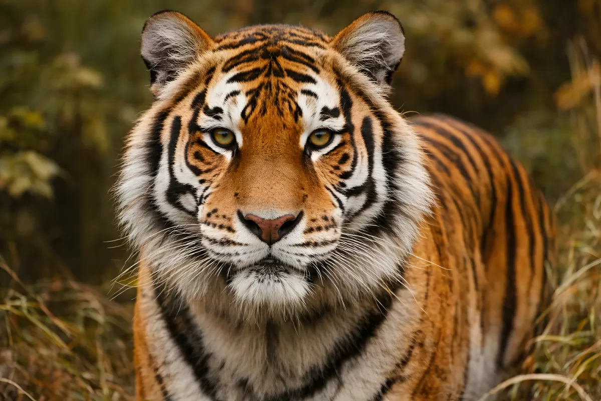 Sibirischer Tiger blickt direkt in die Kamera