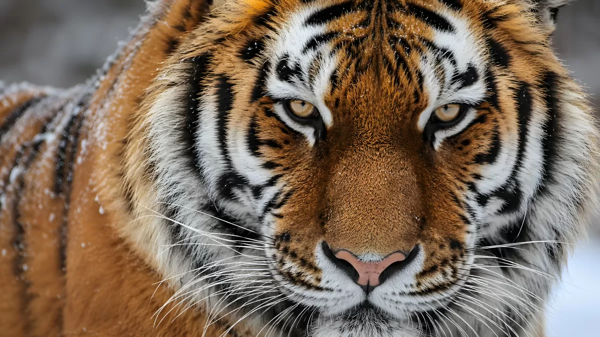 Sibirischer Tiger im Schnee – Nahaufnahme Raubkatze