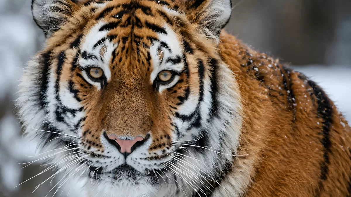 Sibirischer Tiger im Schnee – Nahaufnahme