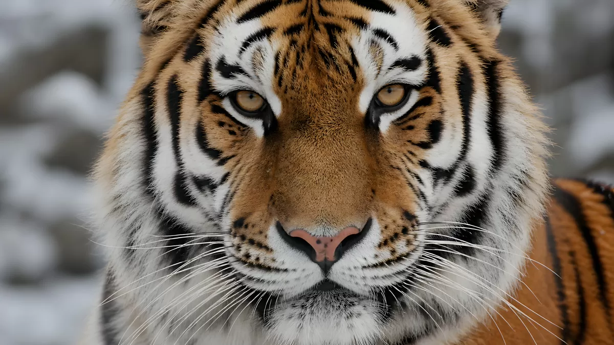 Sibirischer Tiger in Nahaufnahme im Schnee