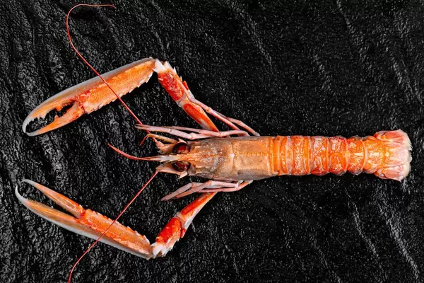 Sicht von oben auf einen ganzen gekochten Hummer auf schwarzem Untergrund