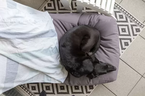 Sicht von oben auf einen schwarzen, schlafenden Hund auf einem Sitzkissen