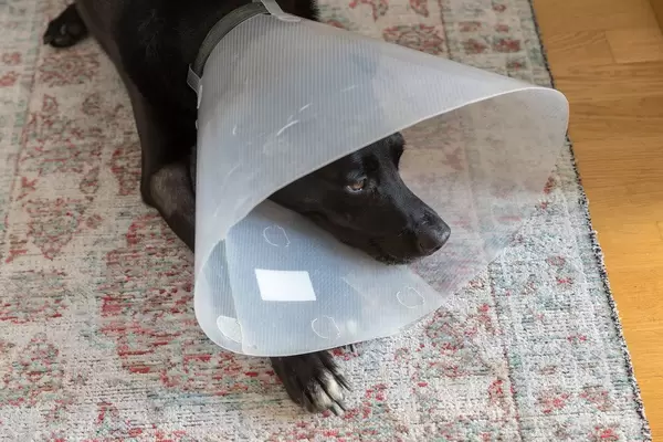 Sick dog lies on a rug, with protective collar for leak protection