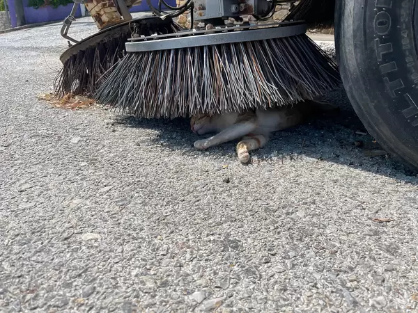 Siesta on a hot day: cat taking a nap in the shade under the brush of a road-cleaning machine on Alonissos