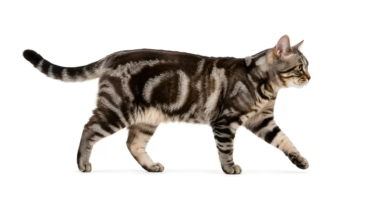 Silber-Tabby-Katze läuft elegant vor weißem Hintergrund